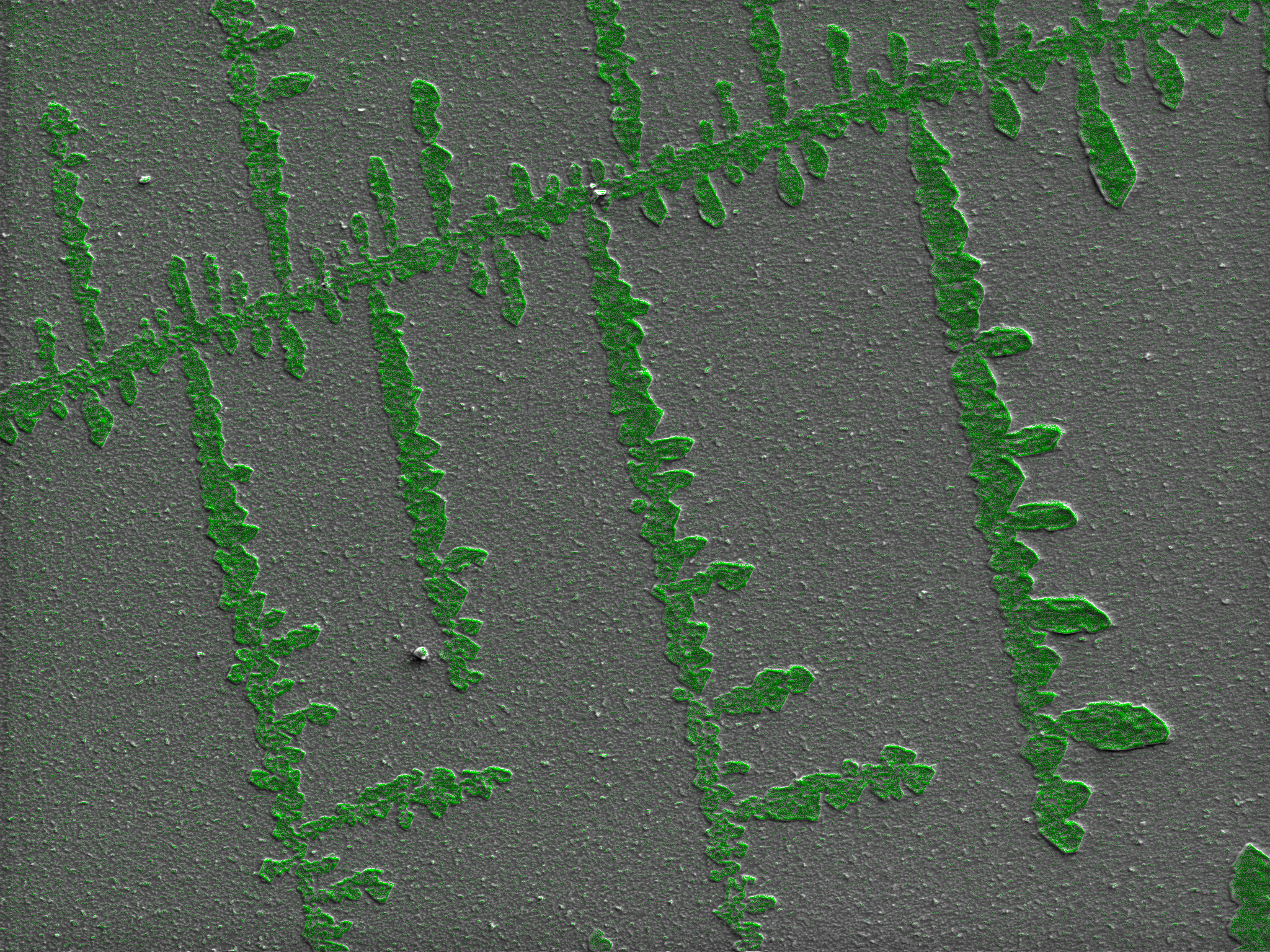 Microscopy Analysis Microscopy Analysis